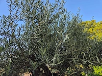 Olijfboom old trunk - olea europaea - 75 jaar oud - hoogte ca. 300 cm - afbeelding 4 van  7