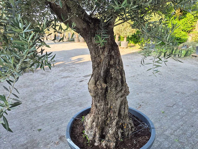 Olijfboom old trunk - olea europaea - 75 jaar oud - hoogte ca. 300 cm - afbeelding 5 van  7