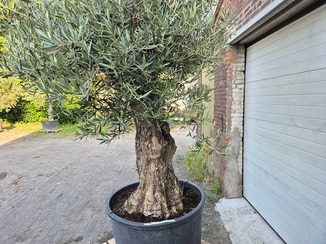 Olijfboom old trunk - olea europaea - 75 jaar oud - hoogte ca. 300 cm - afbeelding 6 van  7