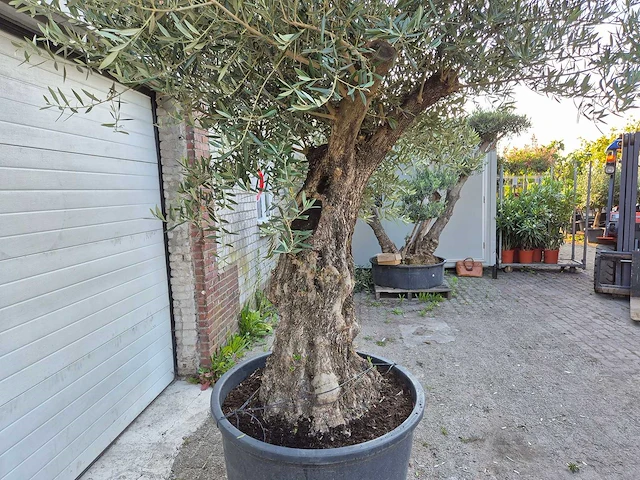 Olijfboom old trunk - olea europaea - 75 jaar oud - hoogte ca. 300 cm - afbeelding 7 van  7