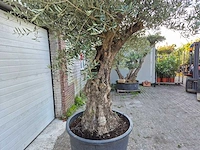 Olijfboom old trunk - olea europaea - 75 jaar oud - hoogte ca. 300 cm - afbeelding 7 van  7