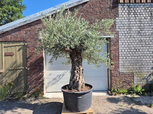 Olijfboom old trunk - olea europaea - 75 jaar oud - hoogte ca. 300 cm - afbeelding 1 van  6