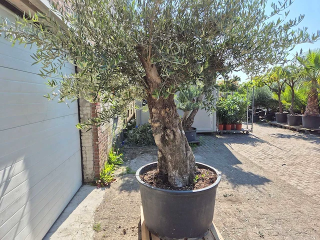 Olijfboom old trunk - olea europaea - 75 jaar oud - hoogte ca. 300 cm - afbeelding 2 van  6