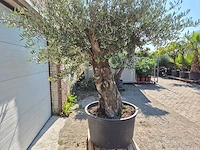 Olijfboom old trunk - olea europaea - 75 jaar oud - hoogte ca. 300 cm - afbeelding 2 van  6