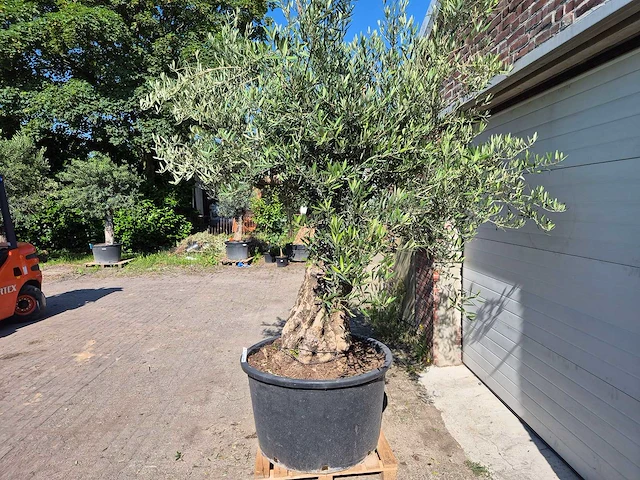 Olijfboom old trunk - olea europaea - 75 jaar oud - hoogte ca. 300 cm - afbeelding 3 van  6