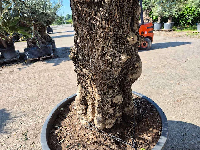 Olijfboom old trunk - olea europaea - 75 jaar oud - hoogte ca. 300 cm - afbeelding 4 van  6