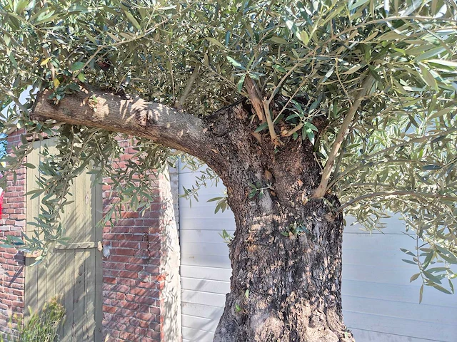 Olijfboom old trunk - olea europaea - 75 jaar oud - hoogte ca. 300 cm - afbeelding 5 van  6