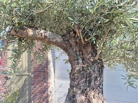 Olijfboom old trunk - olea europaea - 75 jaar oud - hoogte ca. 300 cm - afbeelding 5 van  6