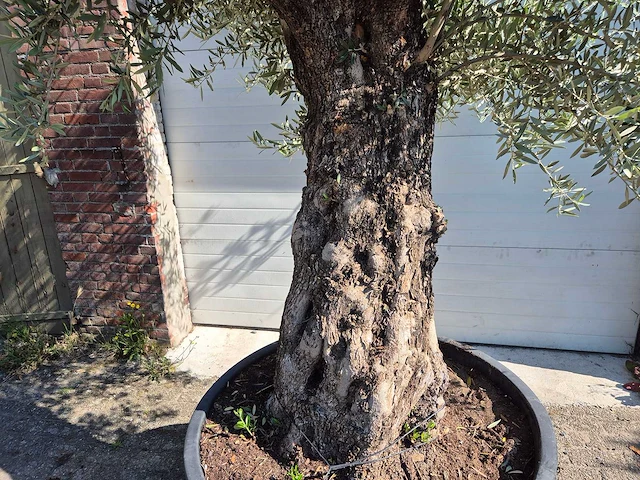 Olijfboom old trunk - olea europaea - 75 jaar oud - hoogte ca. 300 cm - afbeelding 6 van  6