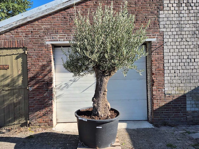 Olijfboom old trunk - olea europaea - 75 jaar oud - hoogte ca. 300 cm - afbeelding 1 van  6