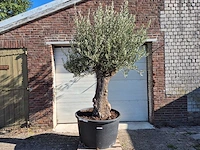 Olijfboom old trunk - olea europaea - 75 jaar oud - hoogte ca. 300 cm - afbeelding 1 van  6