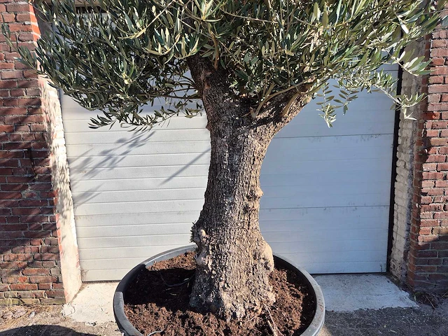 Olijfboom old trunk - olea europaea - 75 jaar oud - hoogte ca. 300 cm - afbeelding 2 van  6