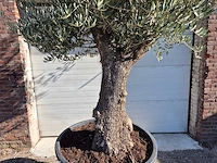 Olijfboom old trunk - olea europaea - 75 jaar oud - hoogte ca. 300 cm - afbeelding 2 van  6