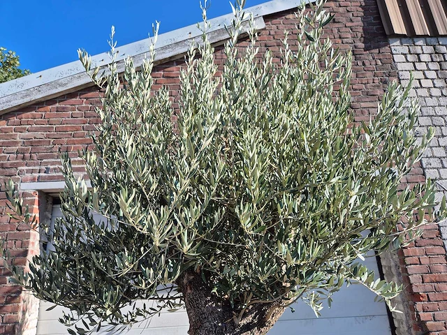 Olijfboom old trunk - olea europaea - 75 jaar oud - hoogte ca. 300 cm - afbeelding 3 van  6