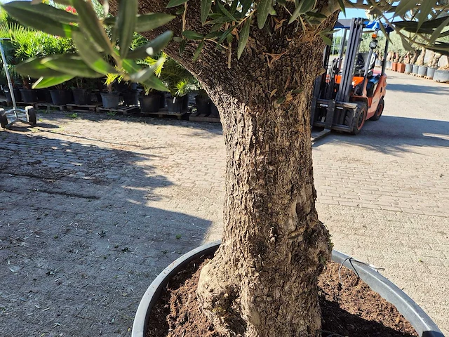 Olijfboom old trunk - olea europaea - 75 jaar oud - hoogte ca. 300 cm - afbeelding 4 van  6