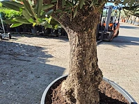 Olijfboom old trunk - olea europaea - 75 jaar oud - hoogte ca. 300 cm - afbeelding 4 van  6
