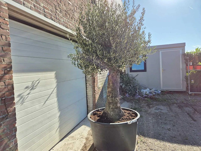Olijfboom old trunk - olea europaea - 75 jaar oud - hoogte ca. 300 cm - afbeelding 5 van  6