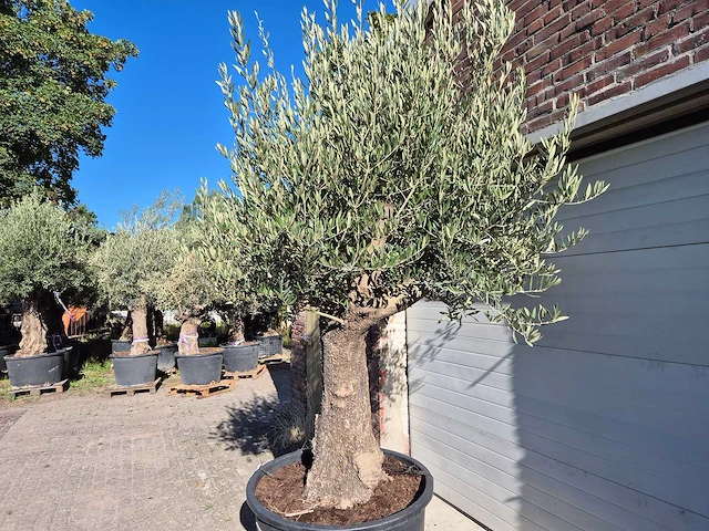 Olijfboom old trunk - olea europaea - 75 jaar oud - hoogte ca. 300 cm - afbeelding 6 van  6