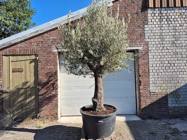 Olijfboom old trunk - olea europaea - 75 jaar oud - hoogte ca. 300 cm - afbeelding 1 van  6