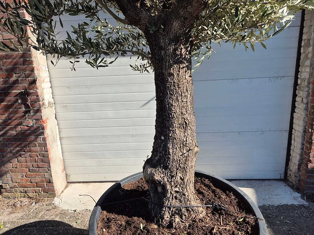 Olijfboom old trunk - olea europaea - 75 jaar oud - hoogte ca. 300 cm - afbeelding 2 van  6