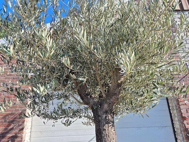 Olijfboom old trunk - olea europaea - 75 jaar oud - hoogte ca. 300 cm - afbeelding 3 van  6