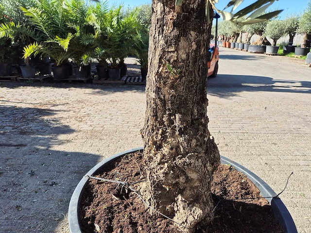 Olijfboom old trunk - olea europaea - 75 jaar oud - hoogte ca. 300 cm - afbeelding 4 van  6