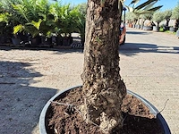 Olijfboom old trunk - olea europaea - 75 jaar oud - hoogte ca. 300 cm - afbeelding 4 van  6
