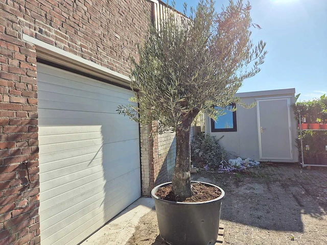 Olijfboom old trunk - olea europaea - 75 jaar oud - hoogte ca. 300 cm - afbeelding 5 van  6