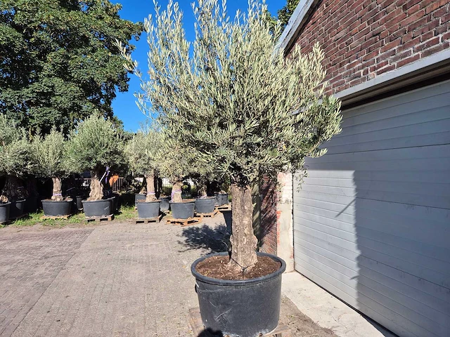 Olijfboom old trunk - olea europaea - 75 jaar oud - hoogte ca. 300 cm - afbeelding 6 van  6