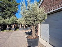 Olijfboom old trunk - olea europaea - 75 jaar oud - hoogte ca. 300 cm - afbeelding 6 van  6