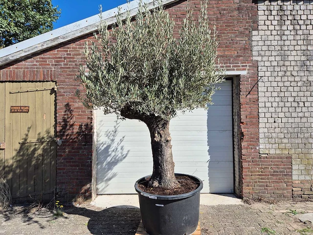 Olijfboom old trunk - olea europaea - 75 jaar oud - hoogte ca. 300 cm - afbeelding 1 van  6