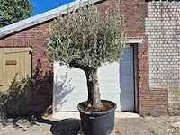 Olijfboom old trunk - olea europaea - 75 jaar oud - hoogte ca. 300 cm - afbeelding 1 van  6