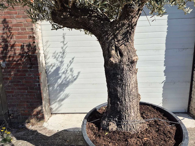 Olijfboom old trunk - olea europaea - 75 jaar oud - hoogte ca. 300 cm - afbeelding 2 van  6