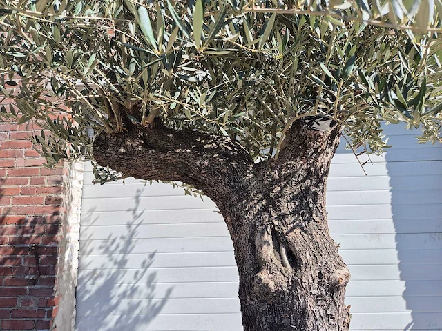 Olijfboom old trunk - olea europaea - 75 jaar oud - hoogte ca. 300 cm - afbeelding 3 van  6