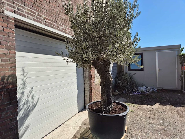 Olijfboom old trunk - olea europaea - 75 jaar oud - hoogte ca. 300 cm - afbeelding 4 van  6