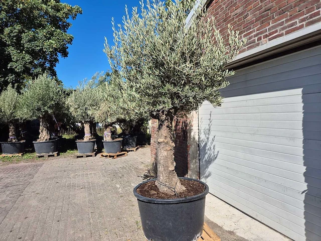 Olijfboom old trunk - olea europaea - 75 jaar oud - hoogte ca. 300 cm - afbeelding 5 van  6