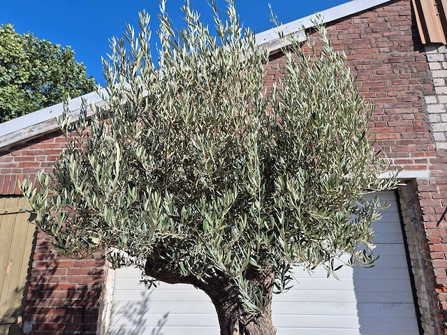 Olijfboom old trunk - olea europaea - 75 jaar oud - hoogte ca. 300 cm - afbeelding 6 van  6