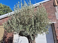 Olijfboom old trunk - olea europaea - 75 jaar oud - hoogte ca. 300 cm - afbeelding 6 van  6