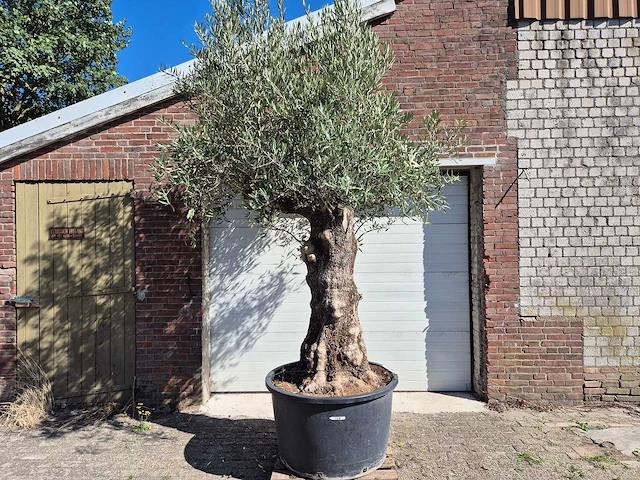 Olijfboom old trunk - olea europaea - 75 jaar oud - hoogte ca. 300 cm - afbeelding 1 van  7