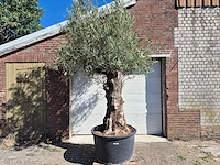 Olijfboom old trunk - olea europaea - 75 jaar oud - hoogte ca. 300 cm - afbeelding 1 van  7