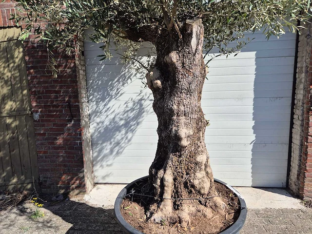 Olijfboom old trunk - olea europaea - 75 jaar oud - hoogte ca. 300 cm - afbeelding 2 van  7