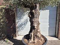 Olijfboom old trunk - olea europaea - 75 jaar oud - hoogte ca. 300 cm - afbeelding 2 van  7