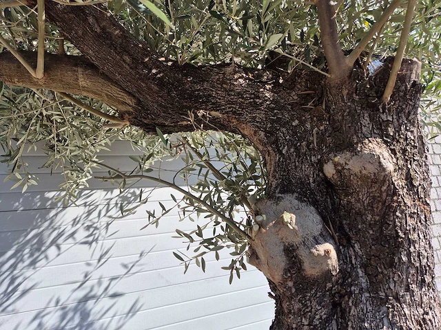 Olijfboom old trunk - olea europaea - 75 jaar oud - hoogte ca. 300 cm - afbeelding 3 van  7