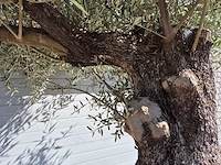 Olijfboom old trunk - olea europaea - 75 jaar oud - hoogte ca. 300 cm - afbeelding 3 van  7