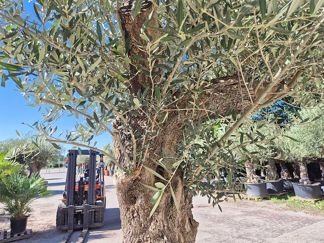 Olijfboom old trunk - olea europaea - 75 jaar oud - hoogte ca. 300 cm - afbeelding 4 van  7