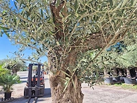 Olijfboom old trunk - olea europaea - 75 jaar oud - hoogte ca. 300 cm - afbeelding 4 van  7