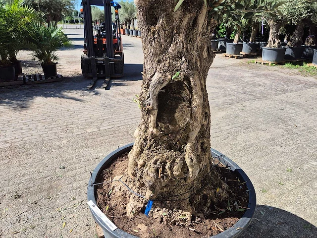 Olijfboom old trunk - olea europaea - 75 jaar oud - hoogte ca. 300 cm - afbeelding 5 van  7
