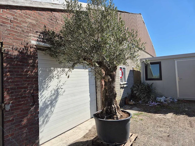 Olijfboom old trunk - olea europaea - 75 jaar oud - hoogte ca. 300 cm - afbeelding 6 van  7