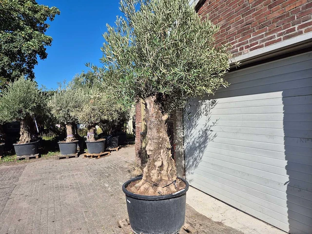 Olijfboom old trunk - olea europaea - 75 jaar oud - hoogte ca. 300 cm - afbeelding 7 van  7