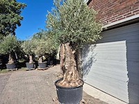 Olijfboom old trunk - olea europaea - 75 jaar oud - hoogte ca. 300 cm - afbeelding 7 van  7